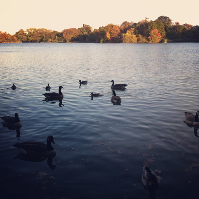 many ducks and geese in a lake next to a forest
