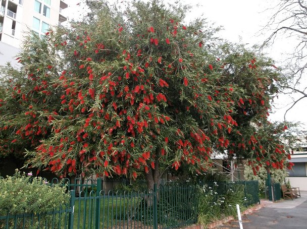 a large flowering tree in the middle of a road