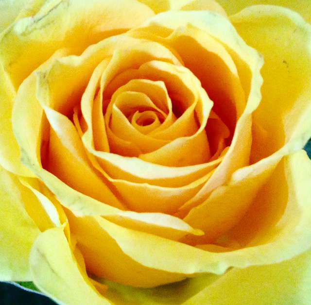 the petals of a yellow rose are in closeup
