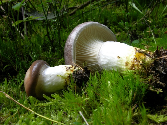 two mushrooms are lying on the green grass