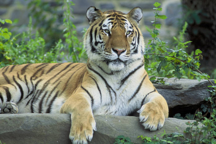a tiger sitting in the middle of a forest