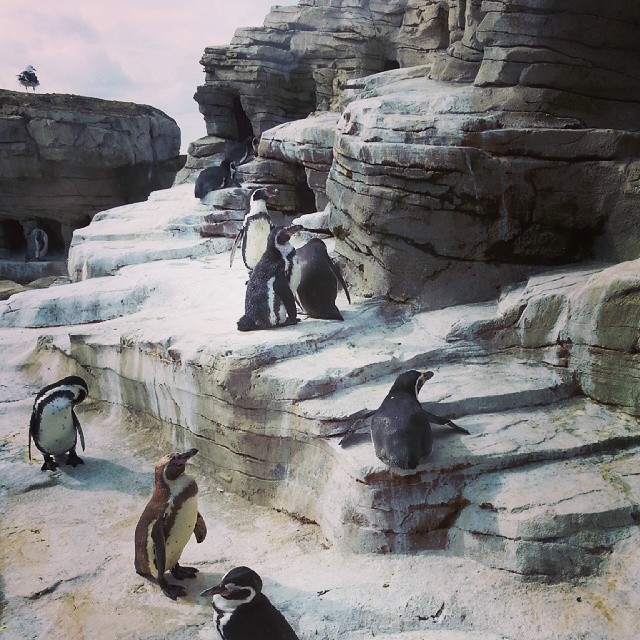 penguins that are standing in the snow near rocks