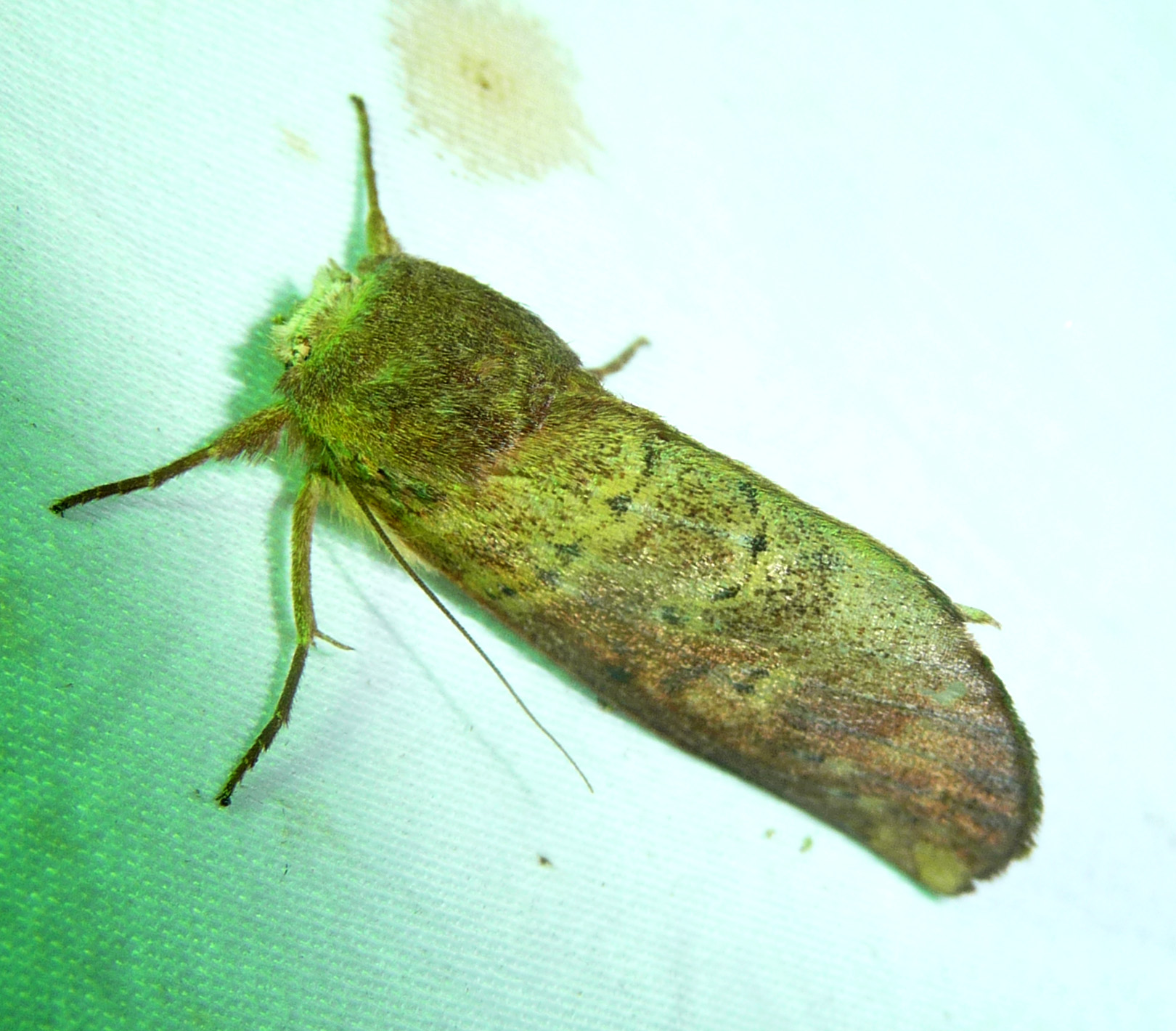 a green and brown bug with long legs