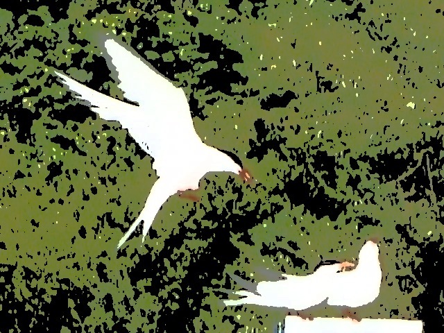 two birds are fighting and flying on grass