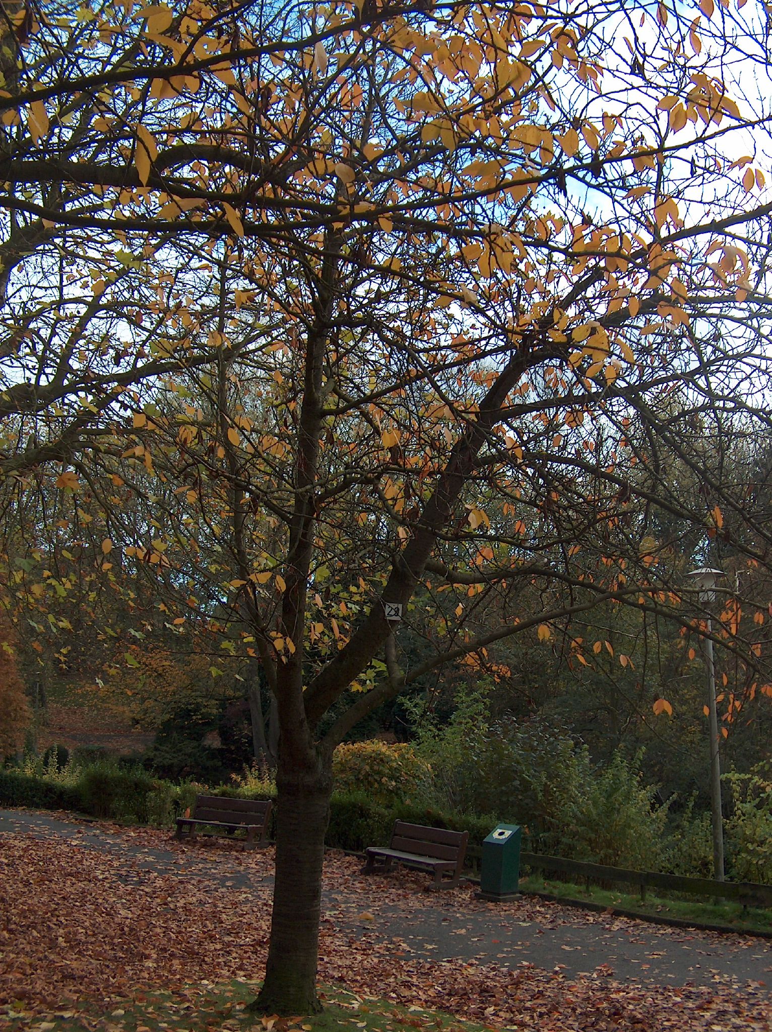 trees in a park with yellow leaves in the park