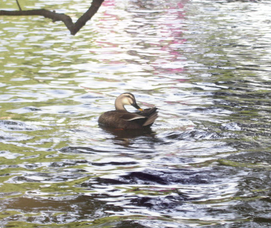 the duck is swimming in the water by itself