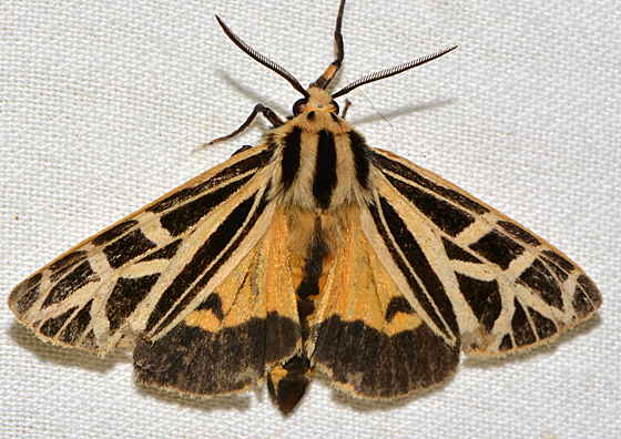the moth is orange and black, with gold spots