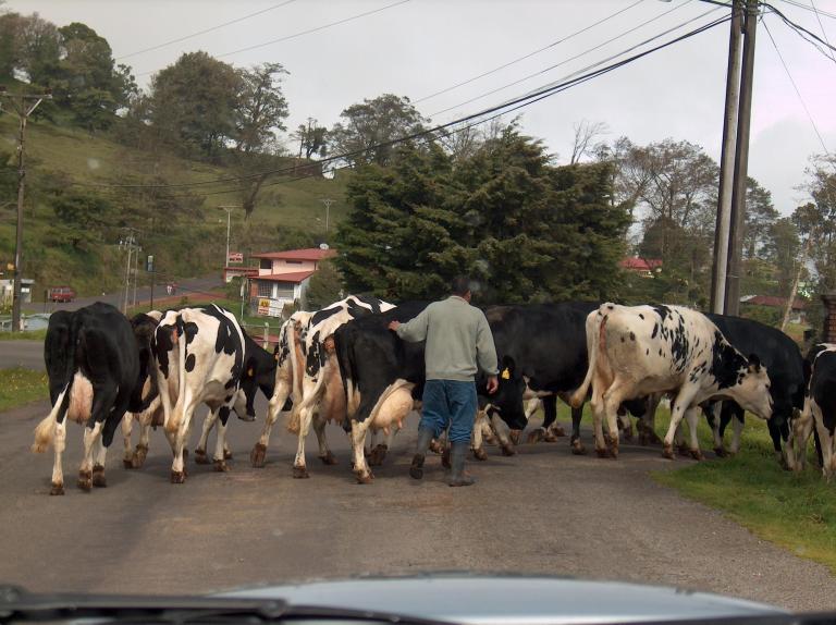 cows are being led down the street by men in rural area