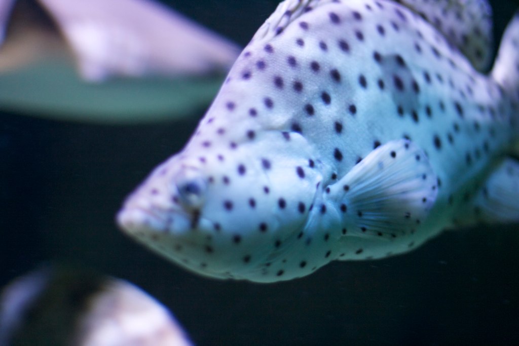 the close up of a fish's head in an aquarium