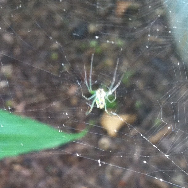 a large spider sits in a web on its back end