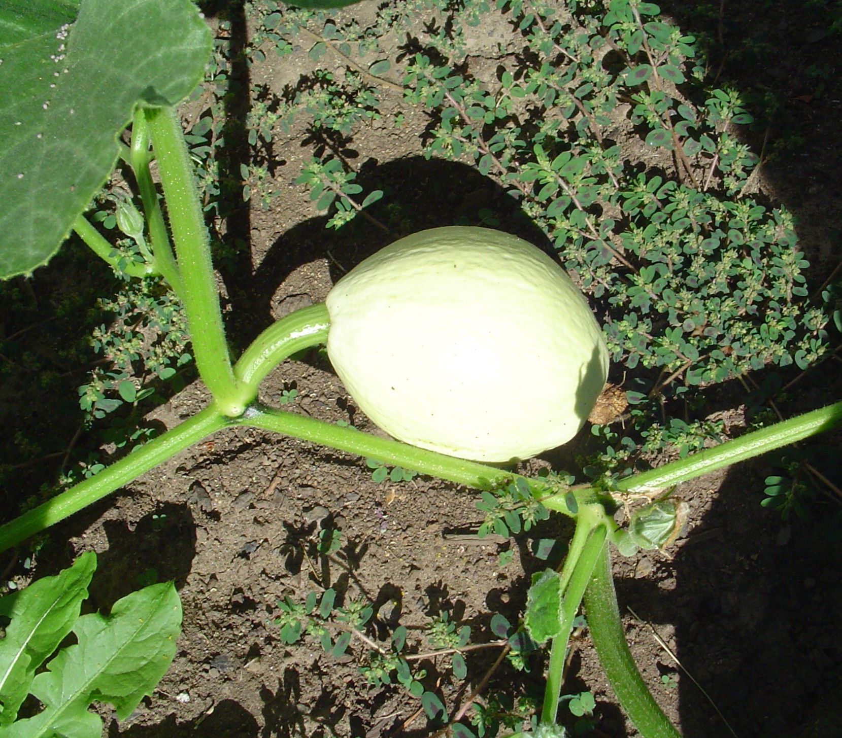 large squash still attached to the stem of a squash plant