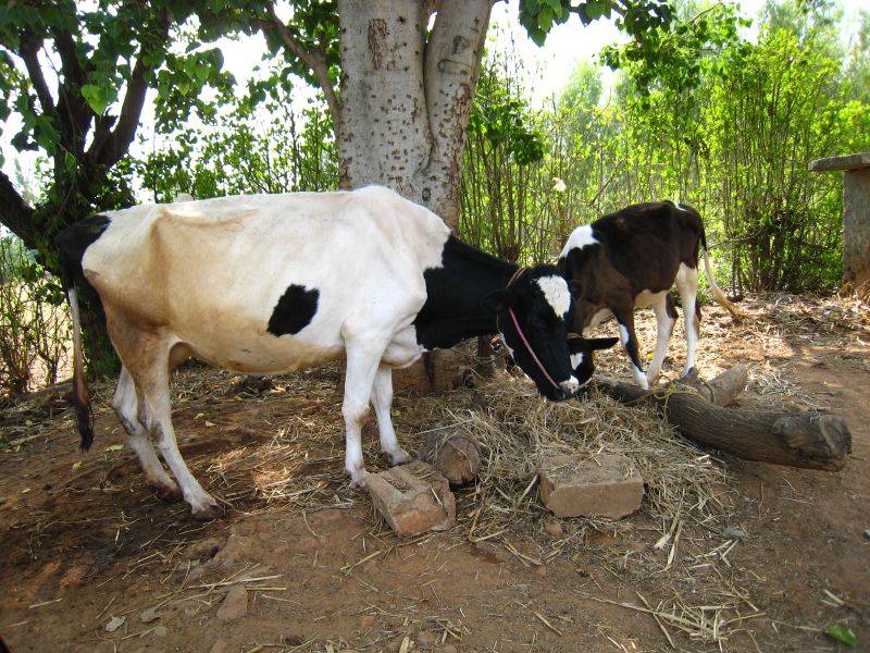 two cows are grazing under a large tree