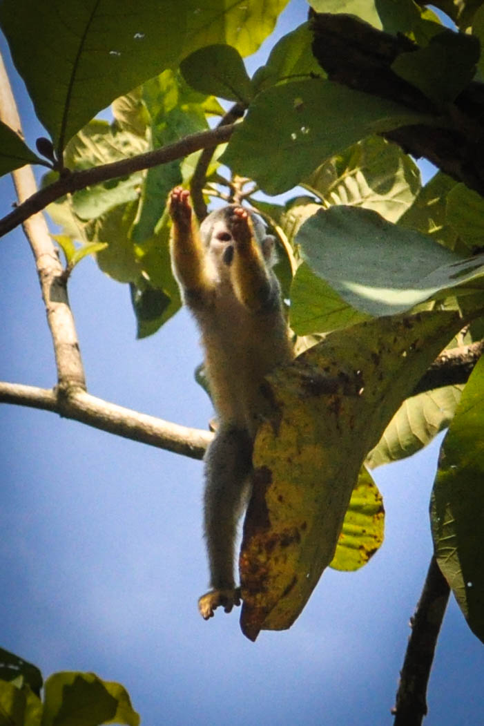 squirrel hanging upside down on tree limb