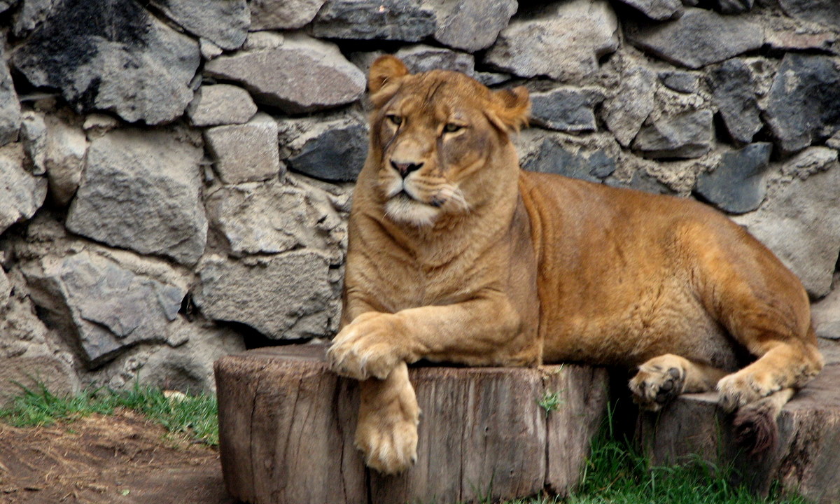 a lion laying on top of a tree stump