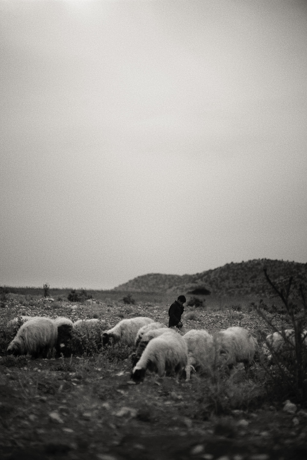 a herd of sheep in a large open field