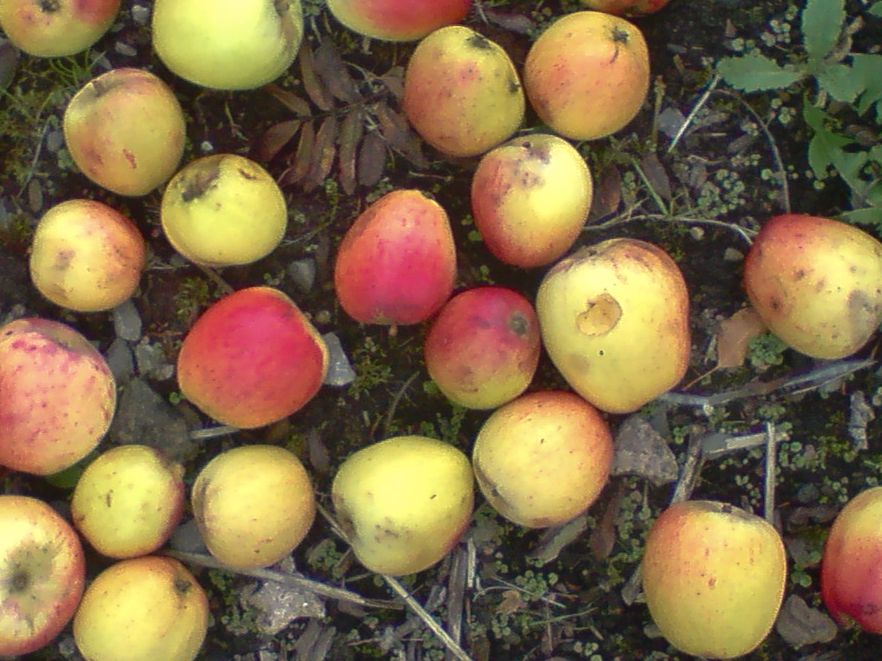 many apples in a bunch are seen from above