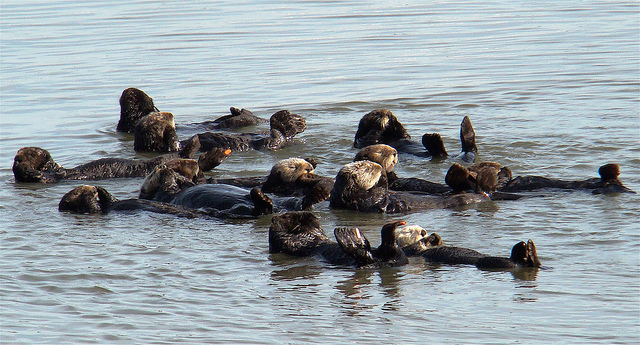 several large black and brown animals are swimming in the water