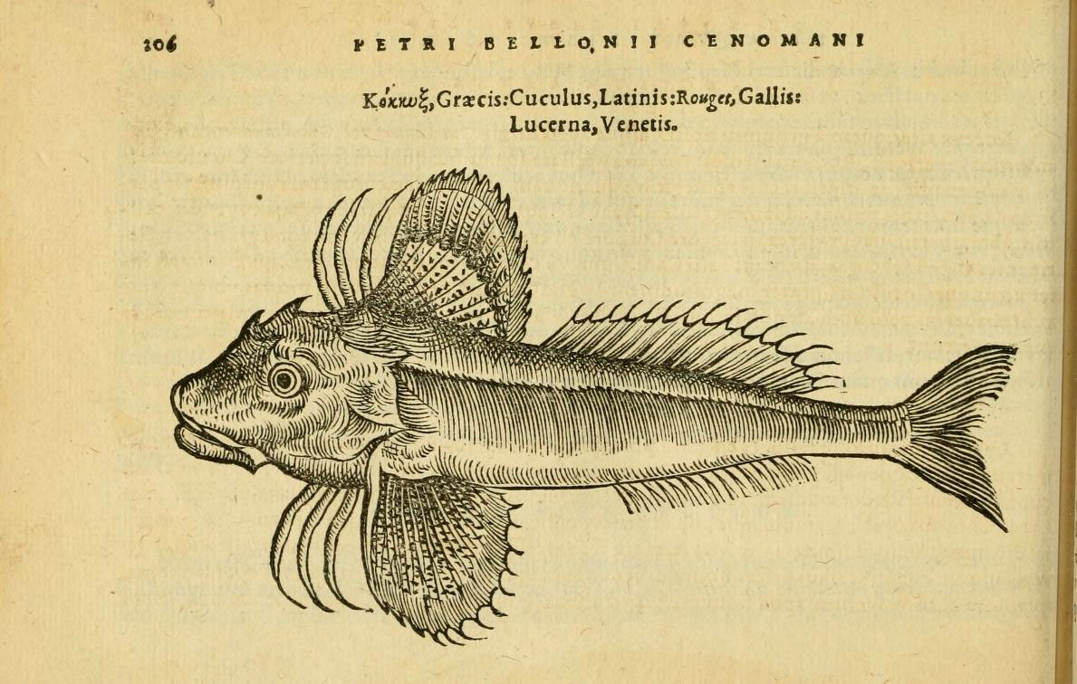 a page from an antique book shows a fish with a long, narrow mouth