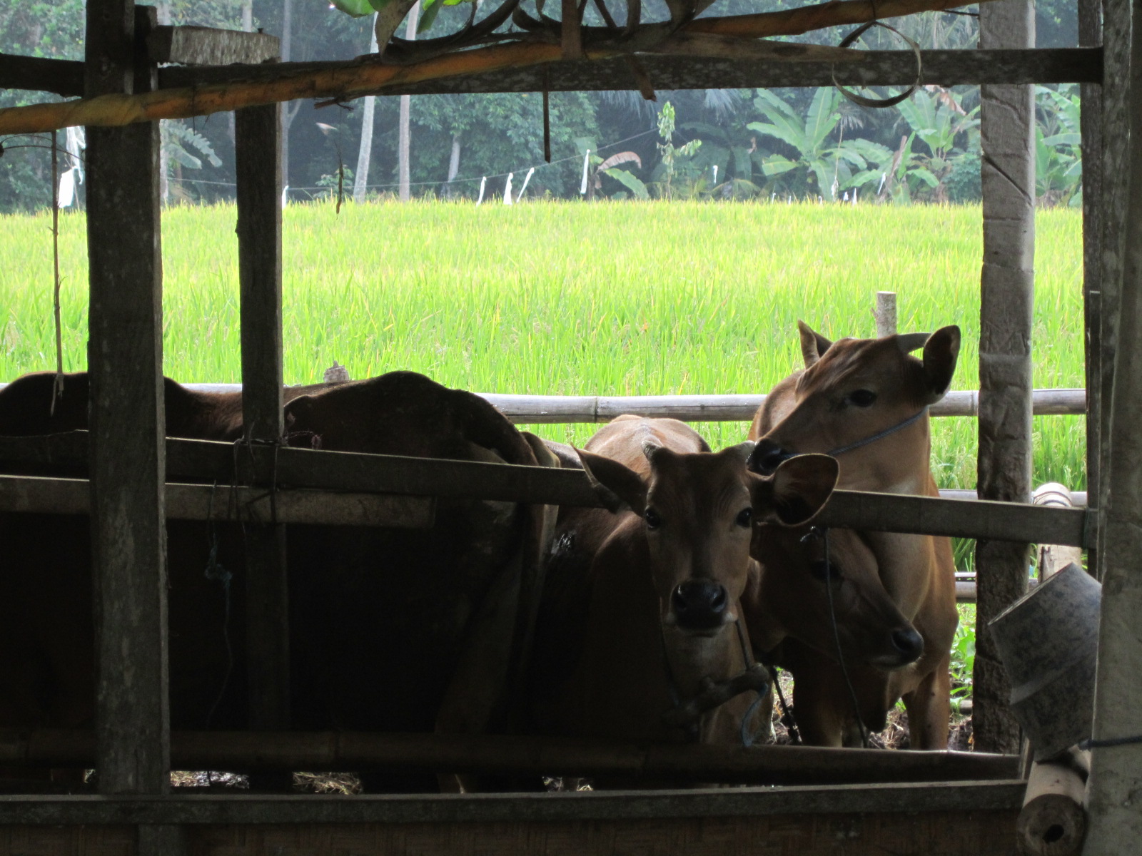 some cows are standing in a small enclosure