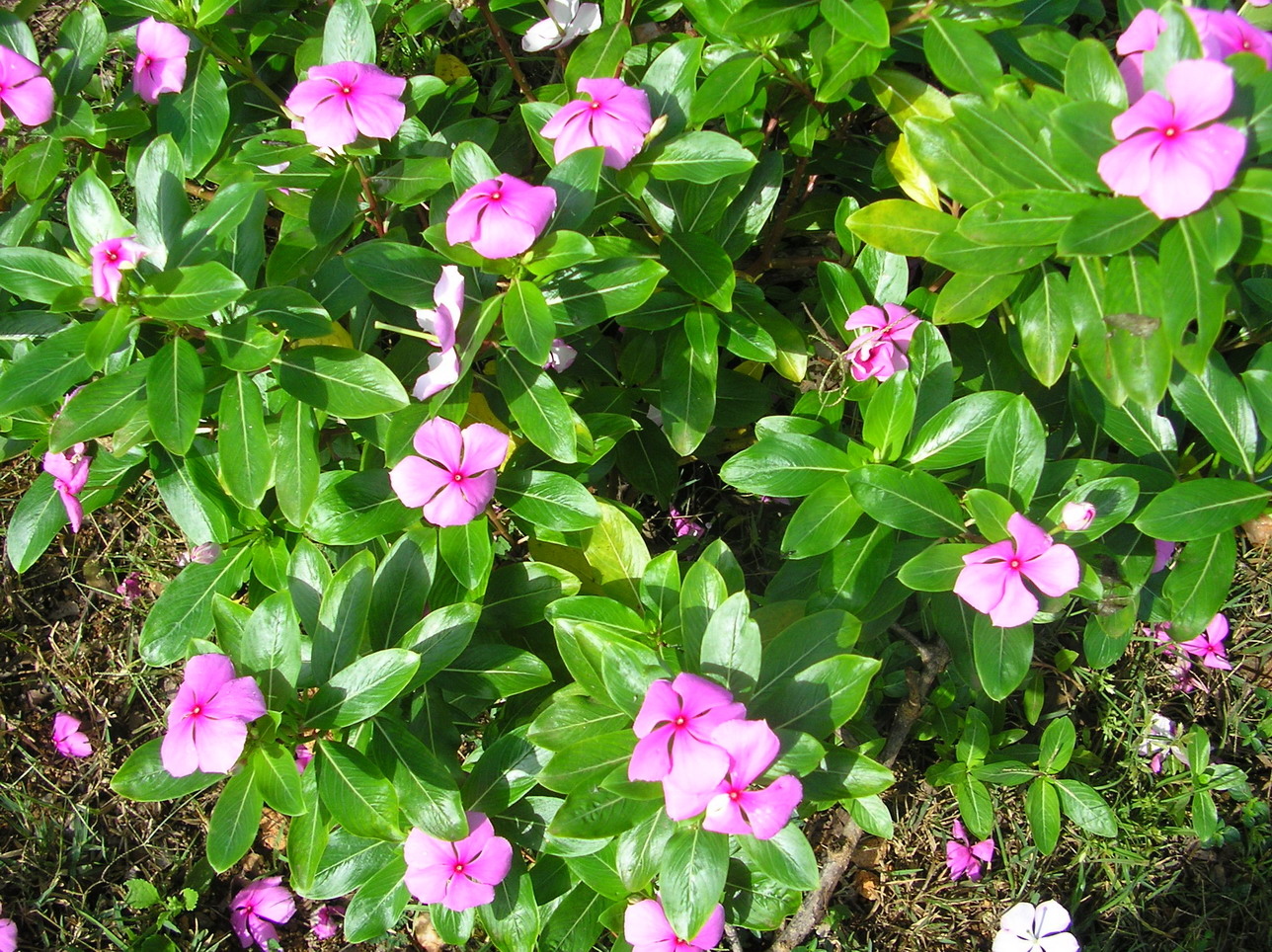 this is an image of a pink and white flower