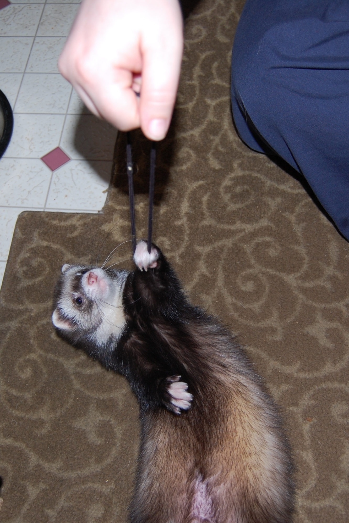 a ferret standing up on it's back end
