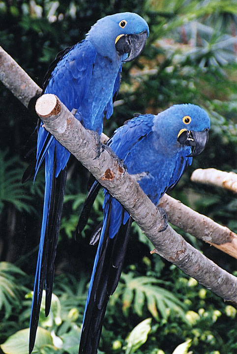two parrots sit on a nch of a tree
