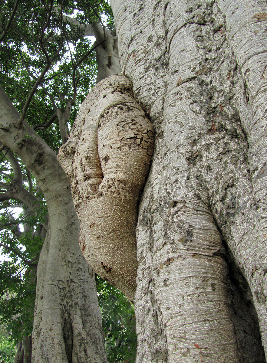 a close up of a tree trunk with a knot in the center