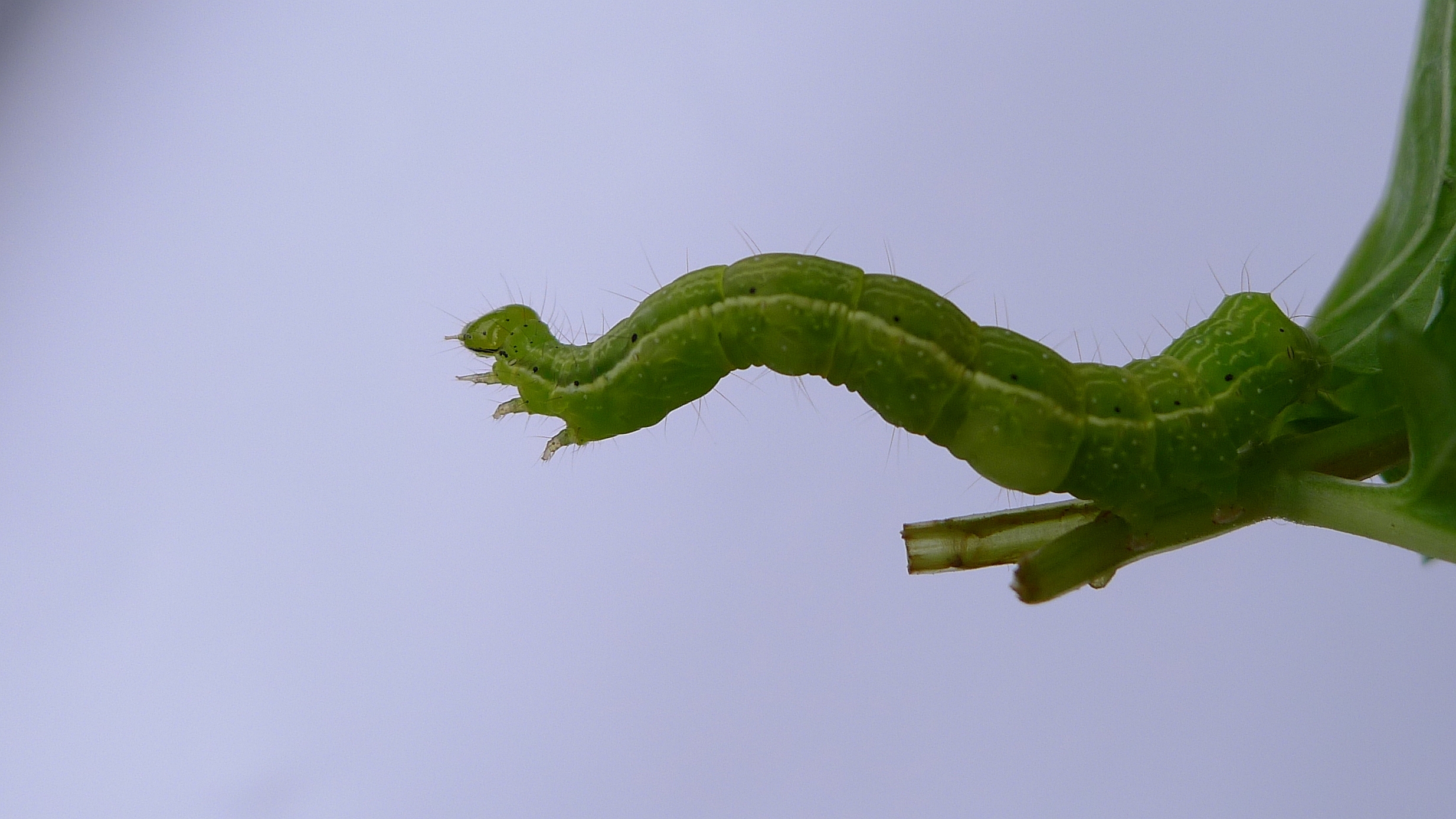 an insect on top of a flower budding with long stems