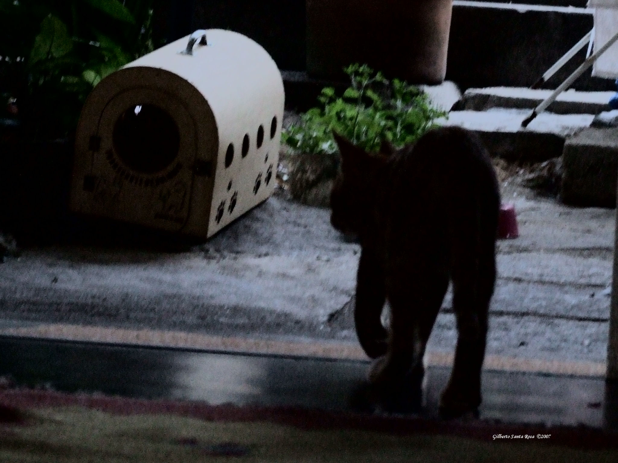 a large black cat walks by a pet house