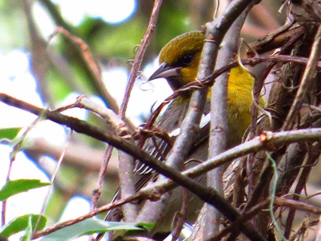 the yellow and black bird is perched on the nch