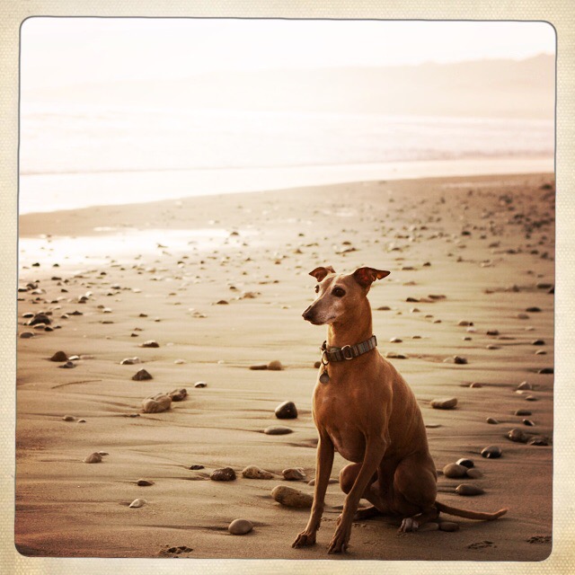 a dog sitting on the beach and looking ahead