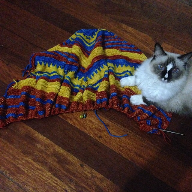 the cat is lying next to the afghan