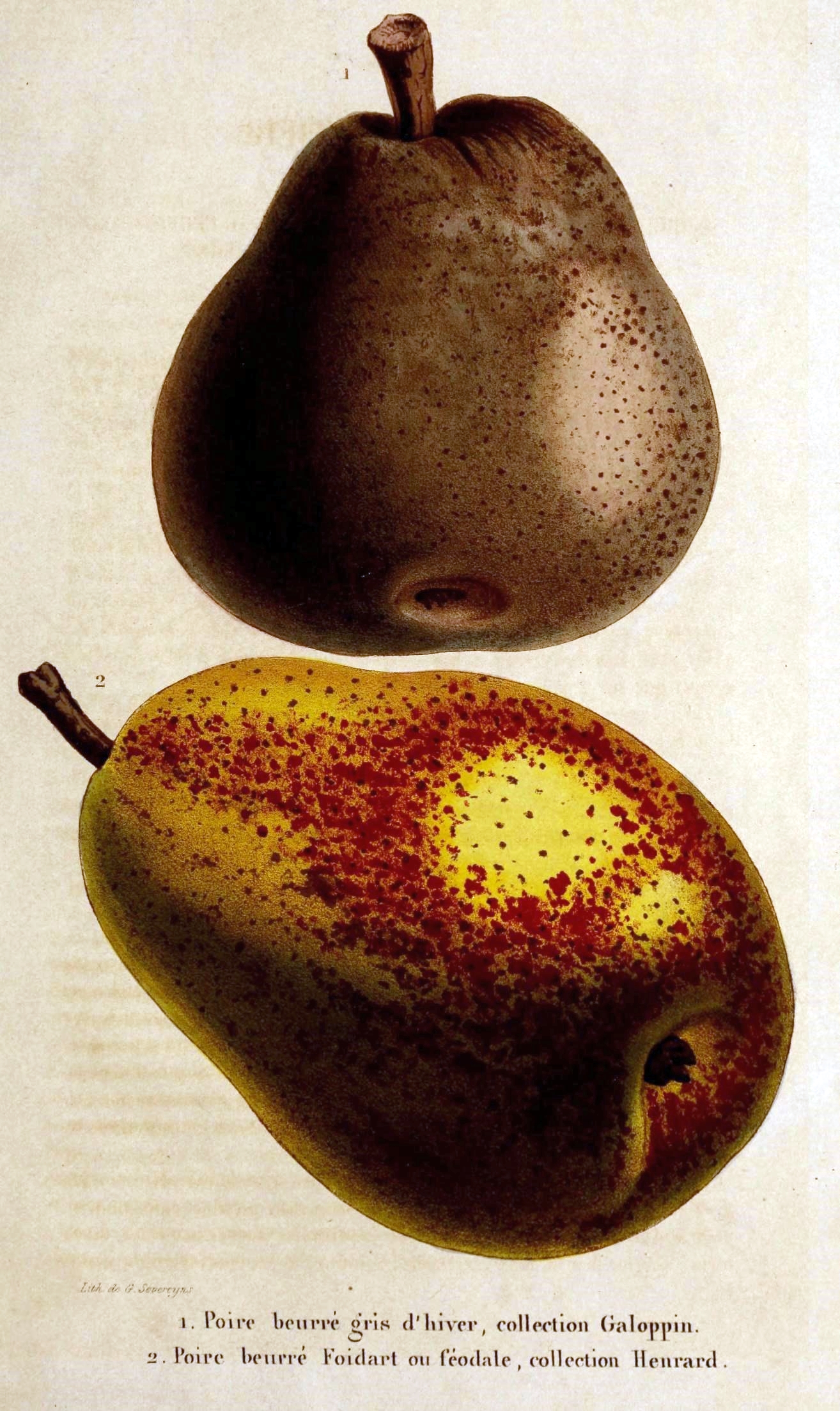 the drawing of a pear and an orange