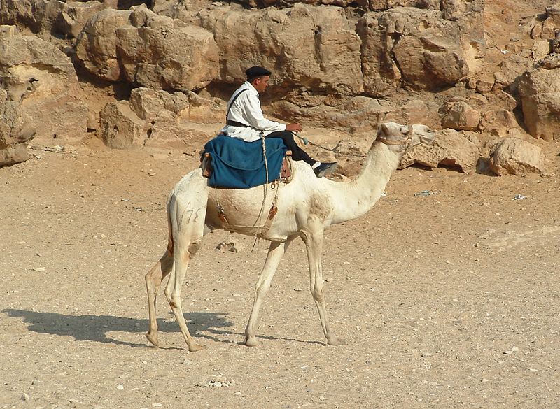 a man on a camel that is on the sand