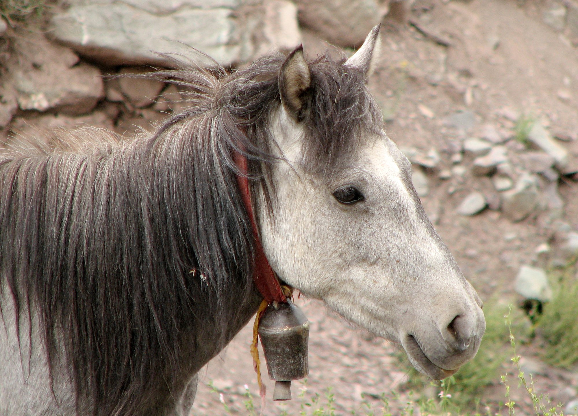 a closeup of a gray and white horse