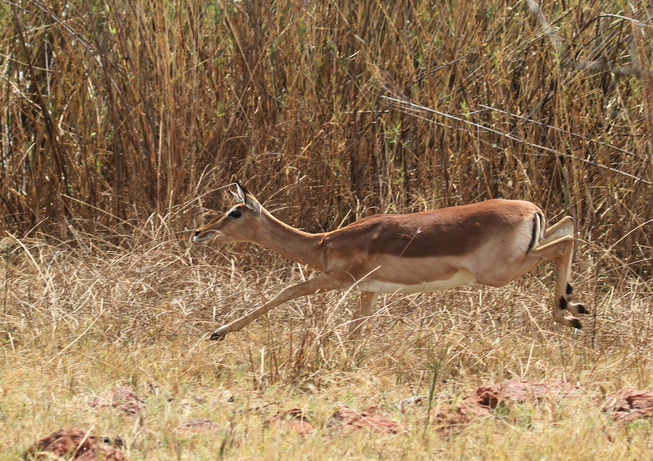 an antelope running through dry grass by some brush