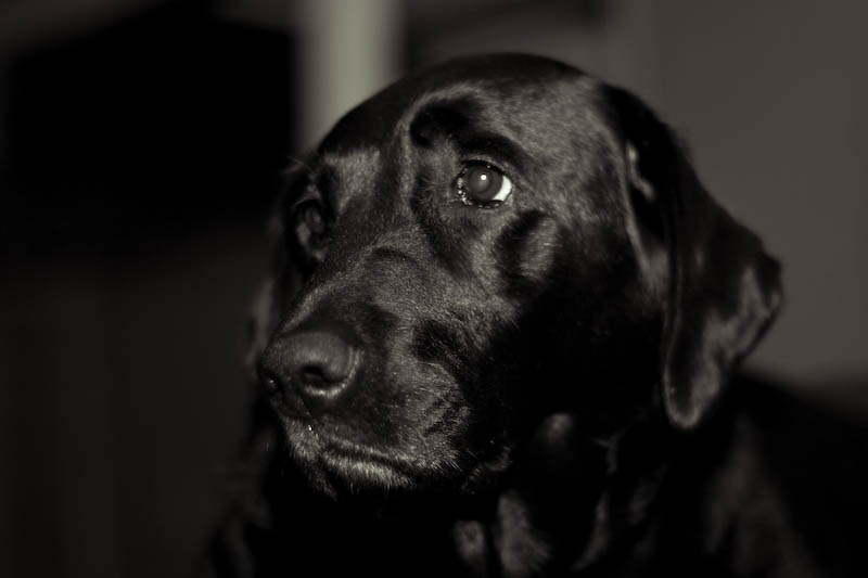 a black dog with its eyes wide open looking into the camera