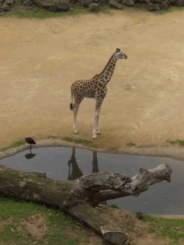 a giraffe is standing by the water, looking at a bird