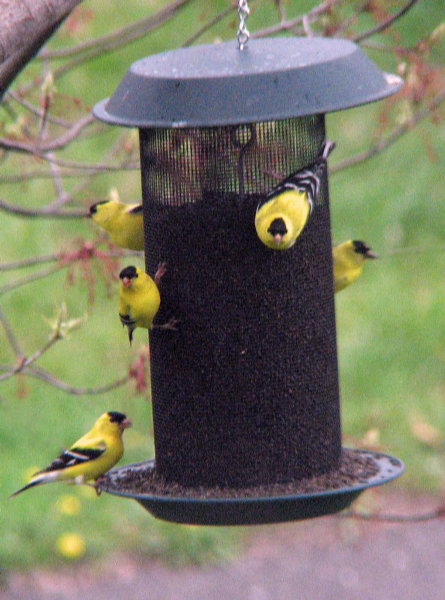 some birds on a feeder for birds to eat