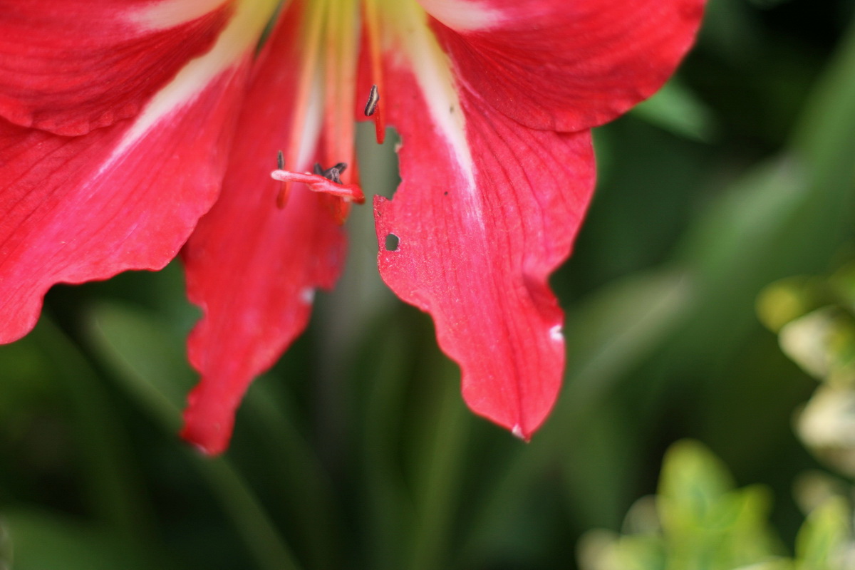 a closeup view of a red flower with a yellow center