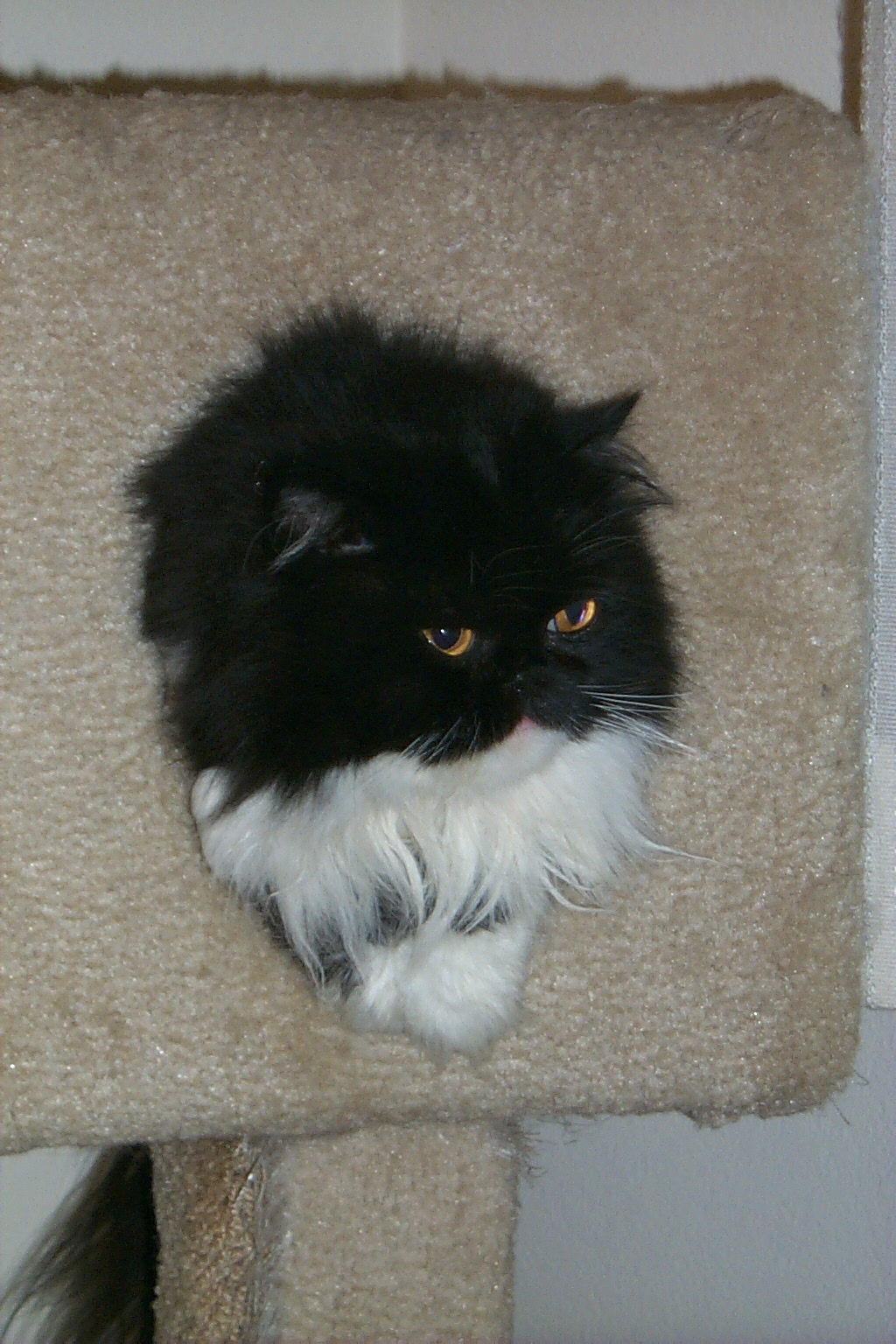 a fluffy cat looks at the camera from a cat perch