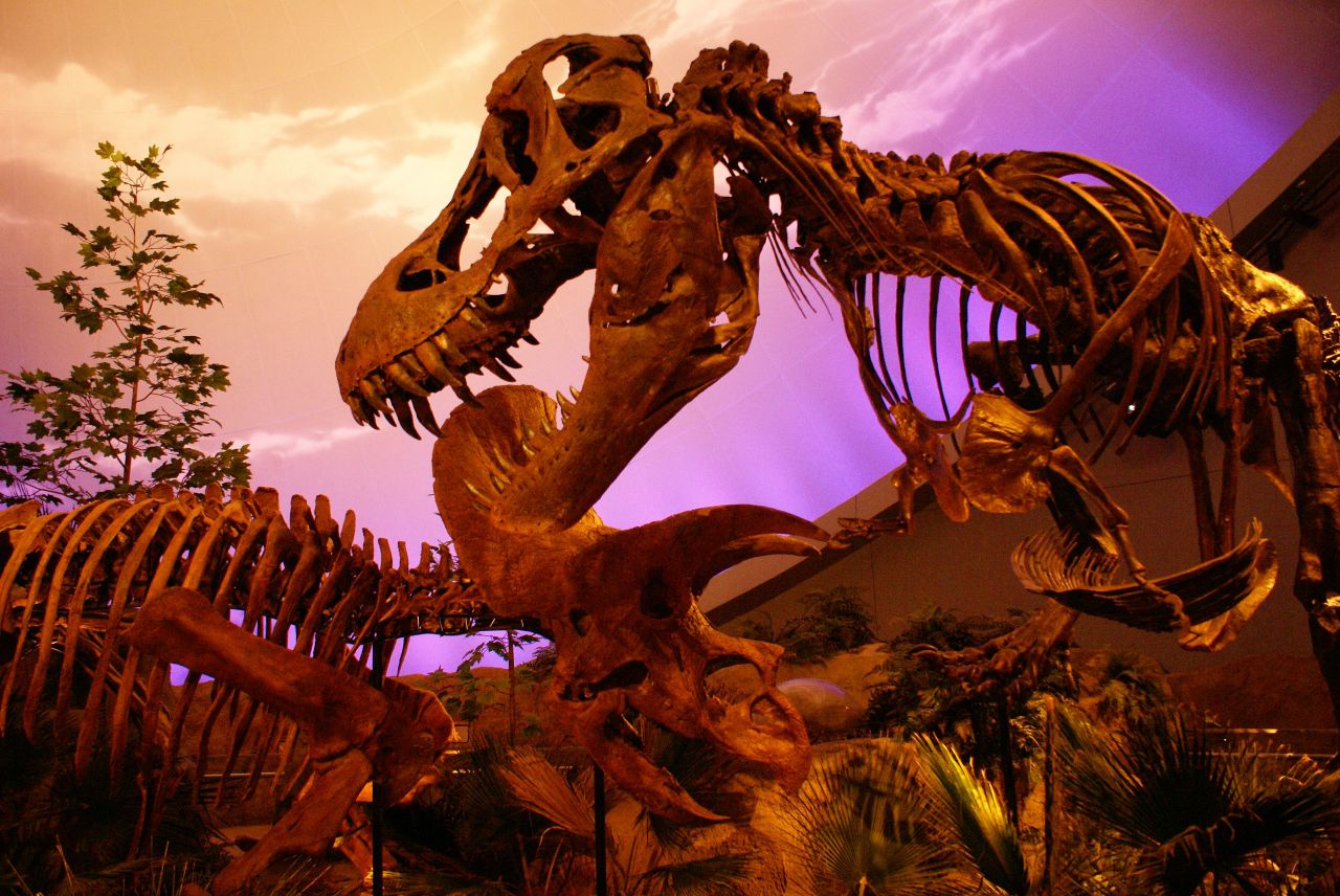 a display of a tyransaurus dinosaur skeleton