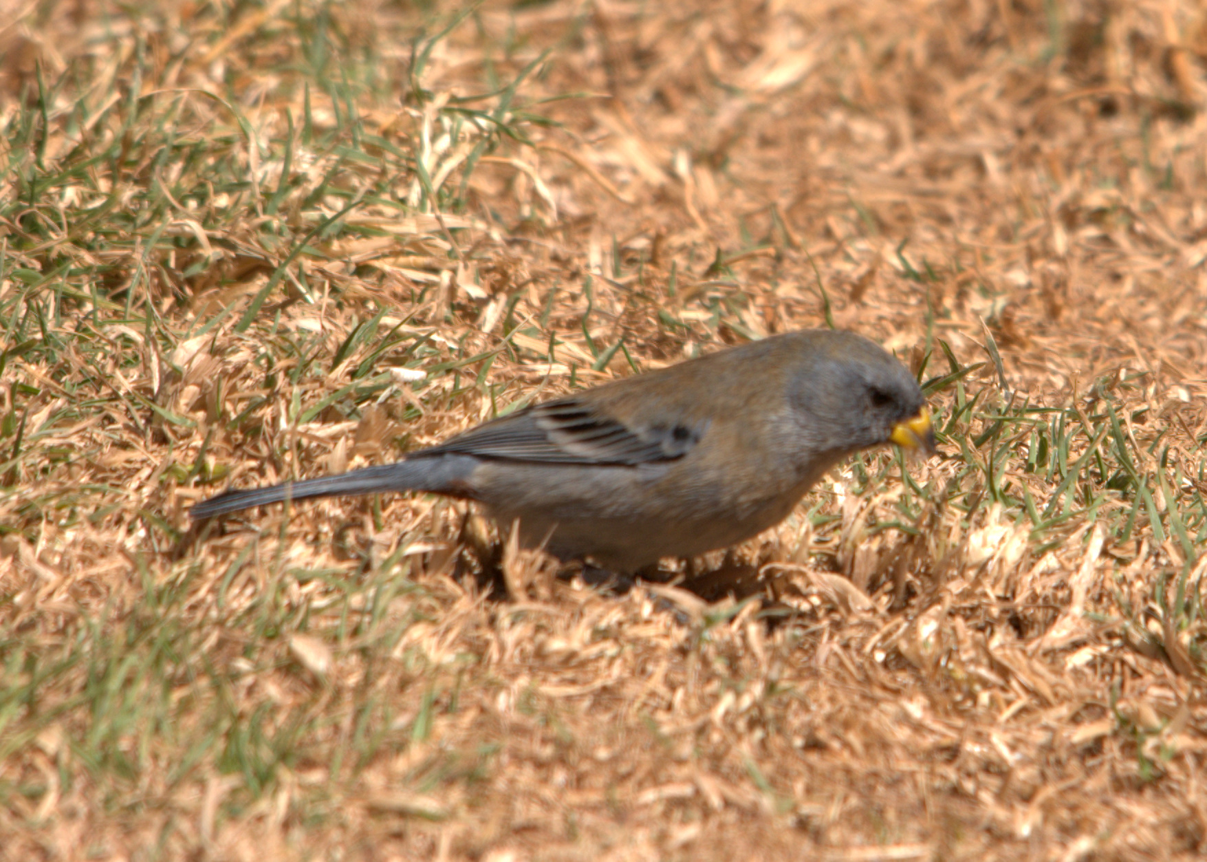 a bird perched in a field of brown dry grass