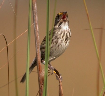 small bird sitting on a long blade of plant life