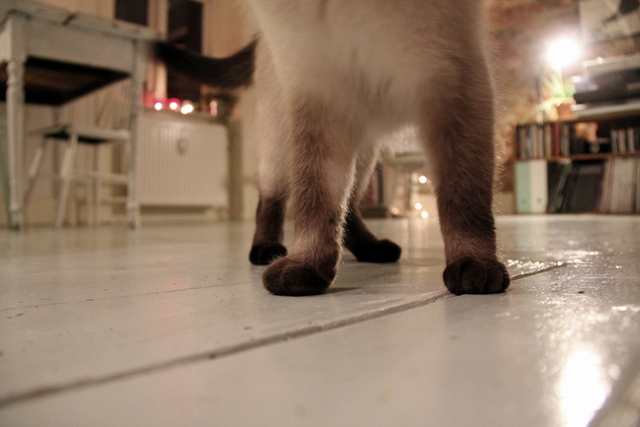 a white and grey cat walks on the floor