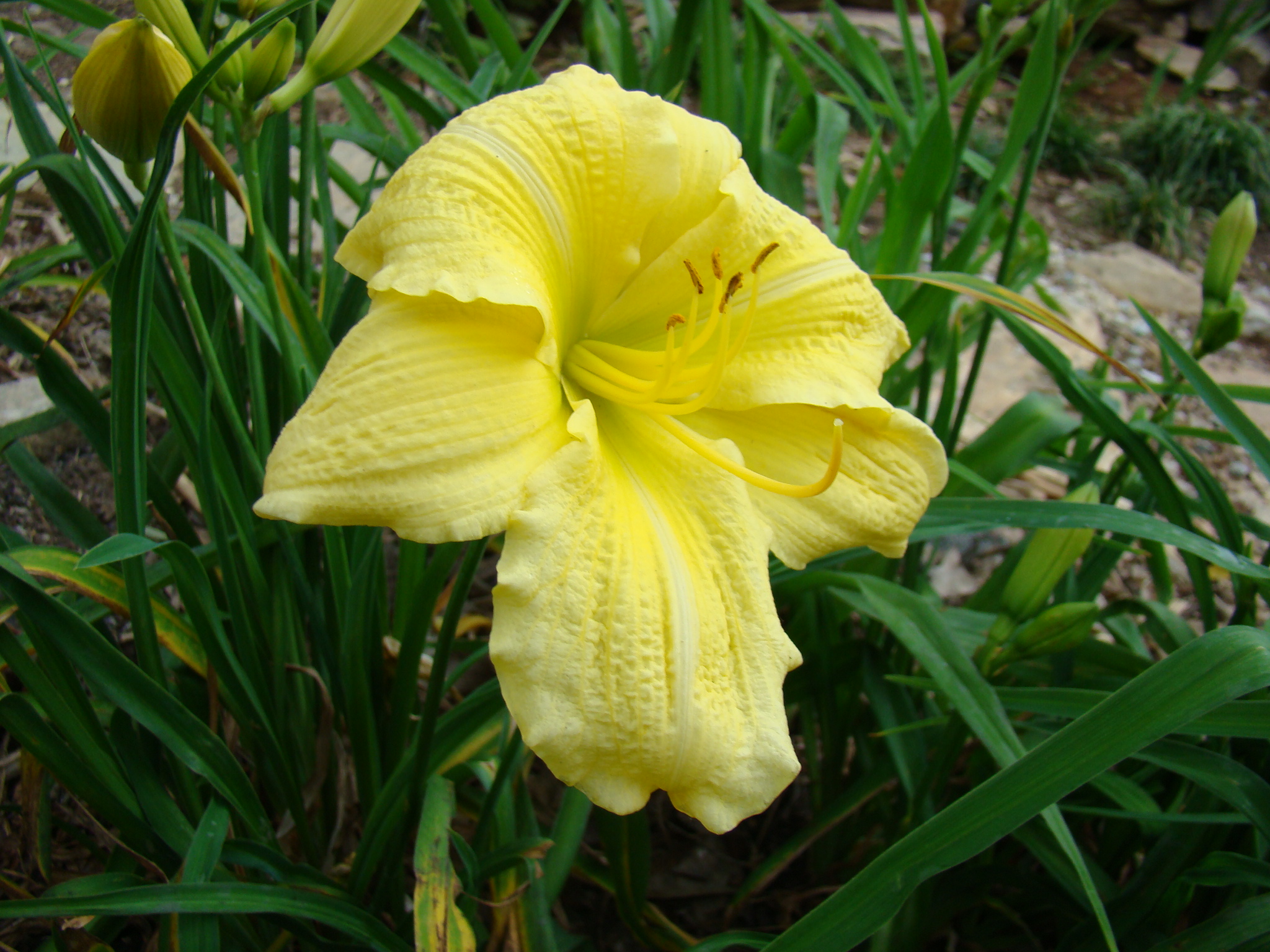 a yellow flower growing in the middle of a bed of green plants