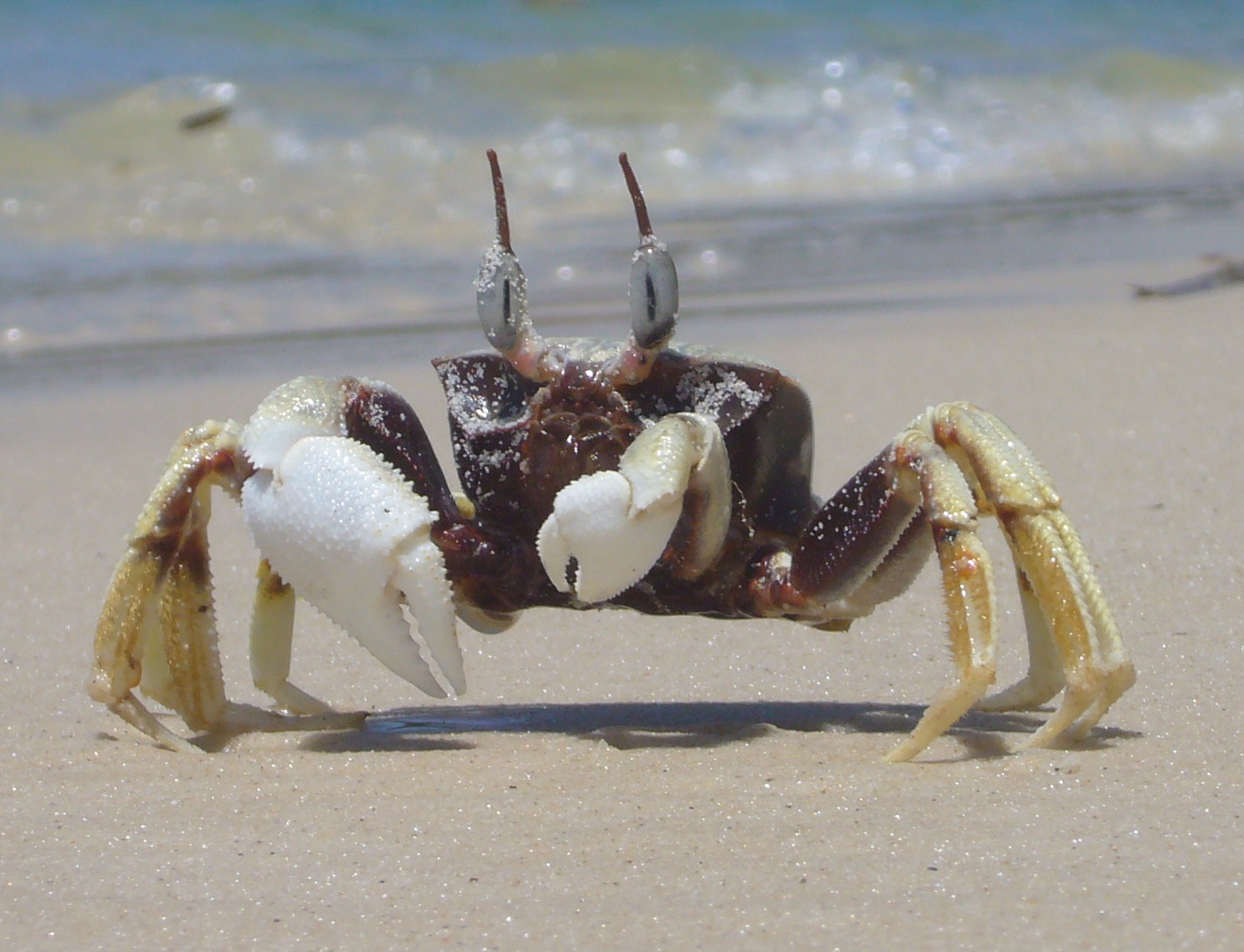 an image of a crab with its shell slightly open