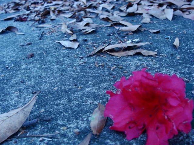 a red flower on the ground among leaves and leafs