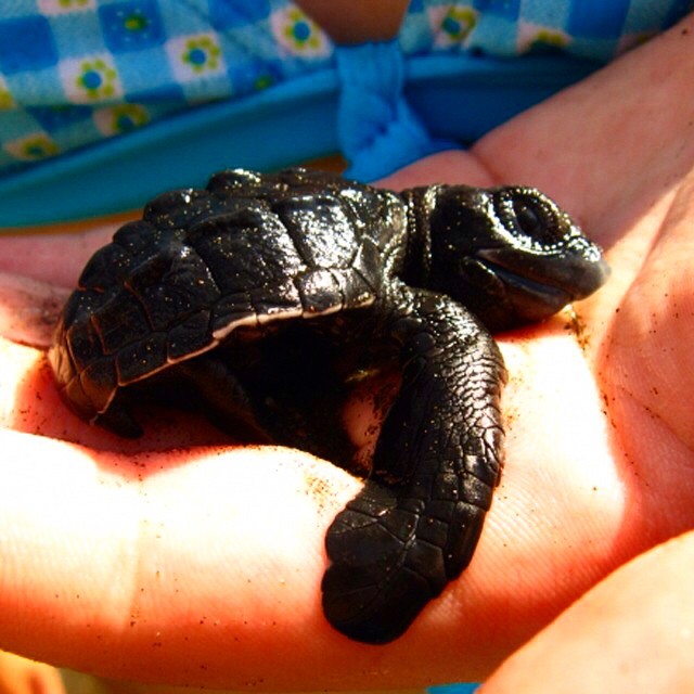 small baby sea turtle held in a person's hand