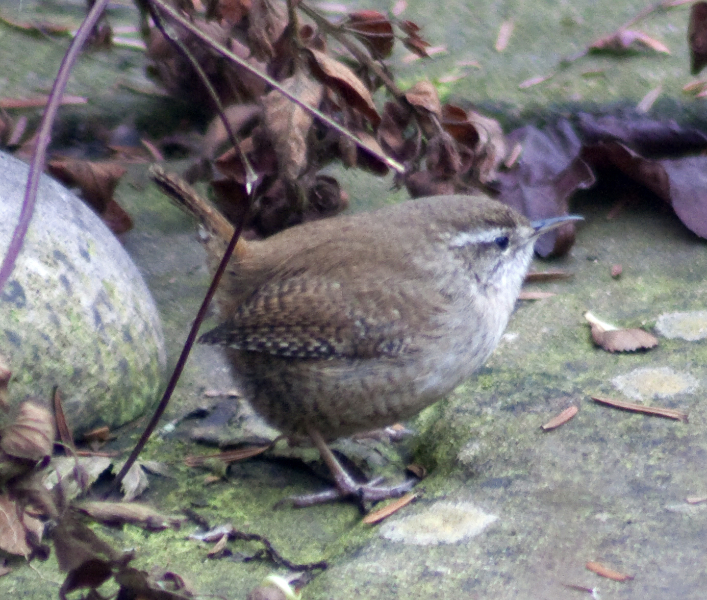 a small brown bird on a patch of cement